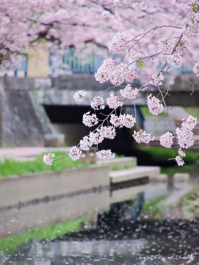Fall in the Dreams of Sakura~🌸☁️