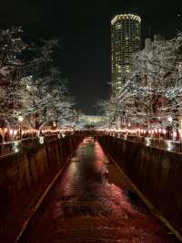 Iconic photo place for cherry blossom