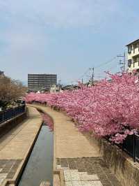 Chasing Sakura at Fushimi