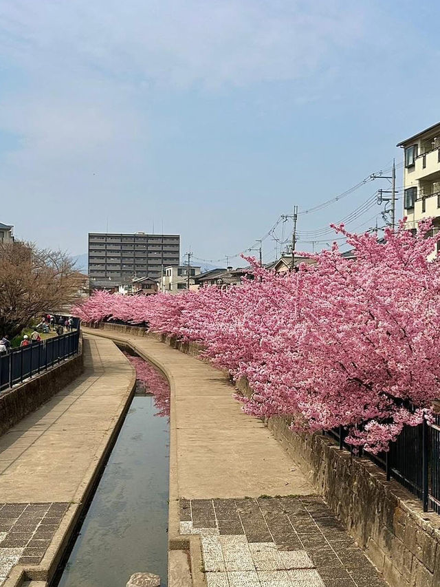 Chasing Sakura at Fushimi