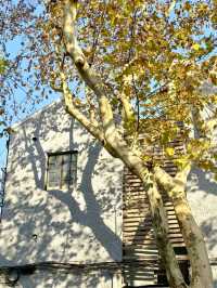 𝘠𝘰𝘯𝘨𝘬𝘢𝘯𝘨 𝘙𝘰𝘢𝘥｜A Stroll Through the Plane Tree District