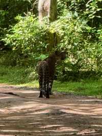 Yala’s Gala of Wildlife