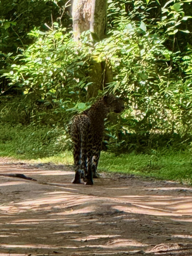 Yala’s Gala of Wildlife