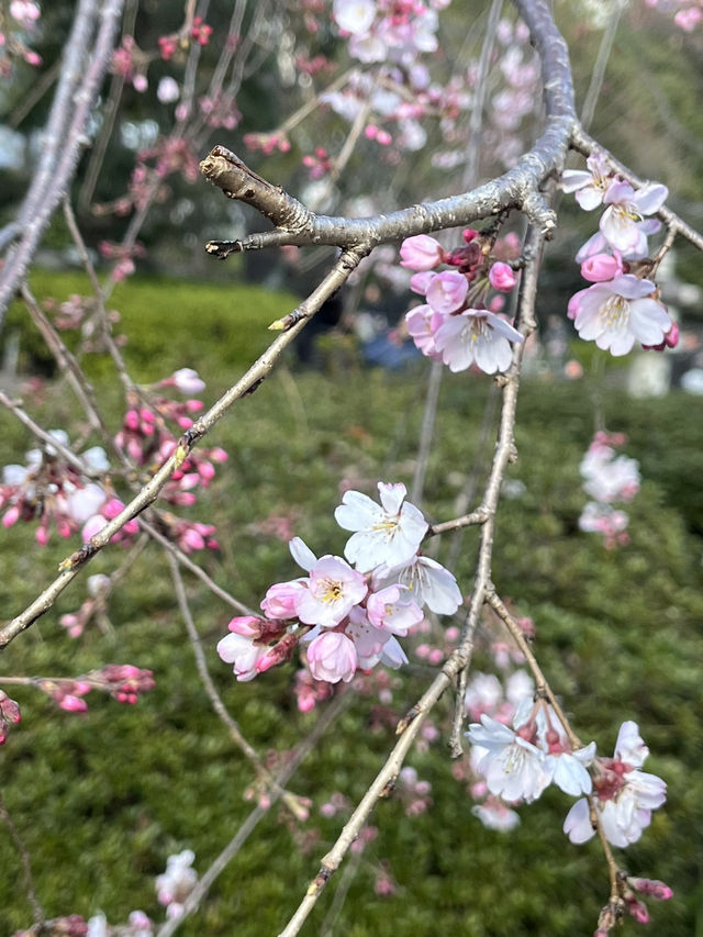 도쿄 시바공원엔 봄이 한 발짝🌸