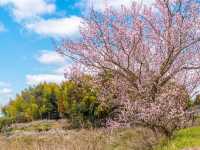 Chasing Plum Blossoms at Yume Tachibana