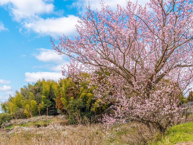 Chasing Plum Blossoms at Yume Tachibana
