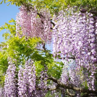 Chasing Wisteria at Tonose Fujinosato in Akita