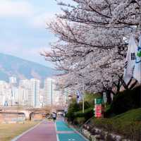 SPRINGTIME SERENITY | A WALK THROUGH ONCHEONCHEON STREAM