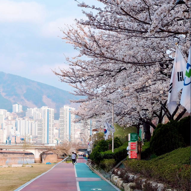 SPRINGTIME SERENITY | A WALK THROUGH ONCHEONCHEON STREAM