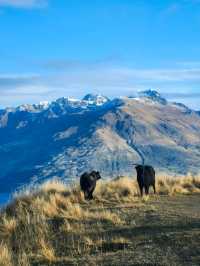 Unforgettable Views and Wildlife at Deer Park Heights🦌✨️