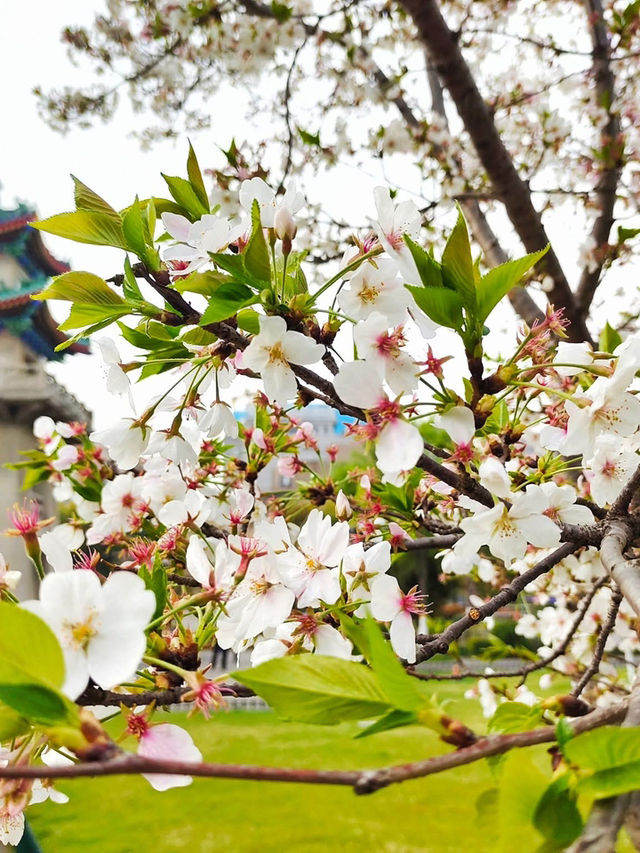 Zhanyuan Garden: Nanjing’s Classical Oasis