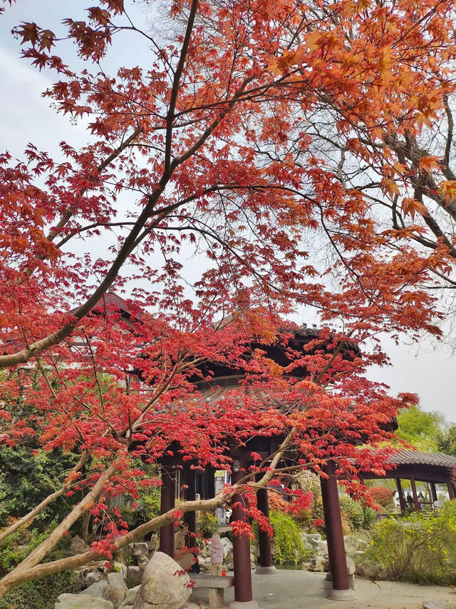 Yingzhou Isle: Nanjing’s Tranquil Lakeside Retreat