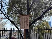 【大阪府】造幣局の桜の通り抜け2025