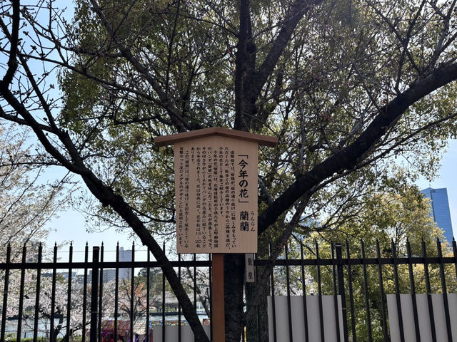 【大阪府】造幣局の桜の通り抜け2025