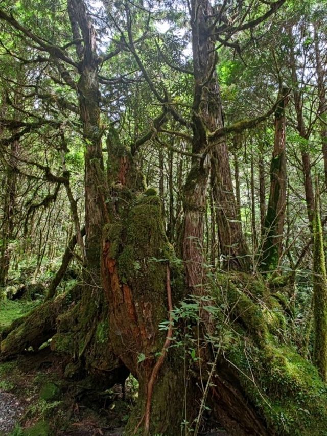 #翠峰湖-宜蘭縣大同鄉