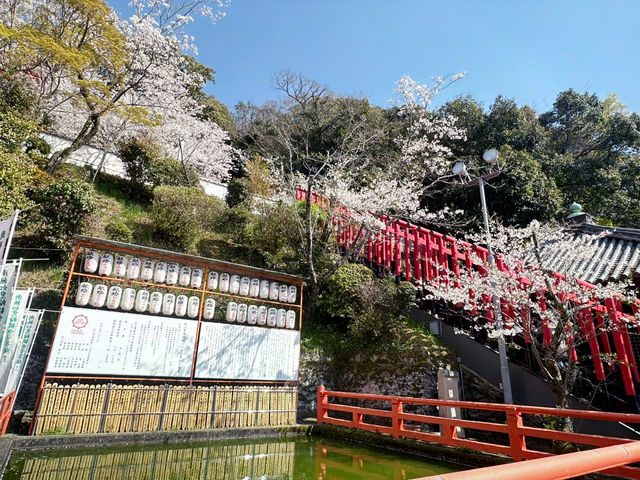 神秘的地方～櫻吹雪🌸