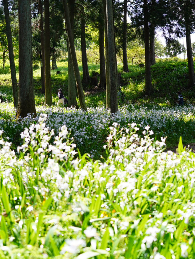 【茨城×茨城フラワーパーク】関東屈指のシャガの群生地 森の中でキラキラと輝く