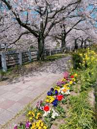 【福岡】川縁から見上げる桜のトンネル🌸
