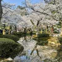 櫻花仙境～真駒內公園  