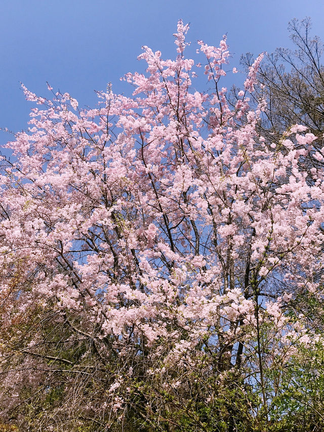 【目黒　桜舞い散る川辺を歩き郷さくら美術館でアートの桜三昧から代官山へ】