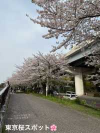 【🇯🇵】桜吹雪がキレイな隅田公園 墨堤🌸