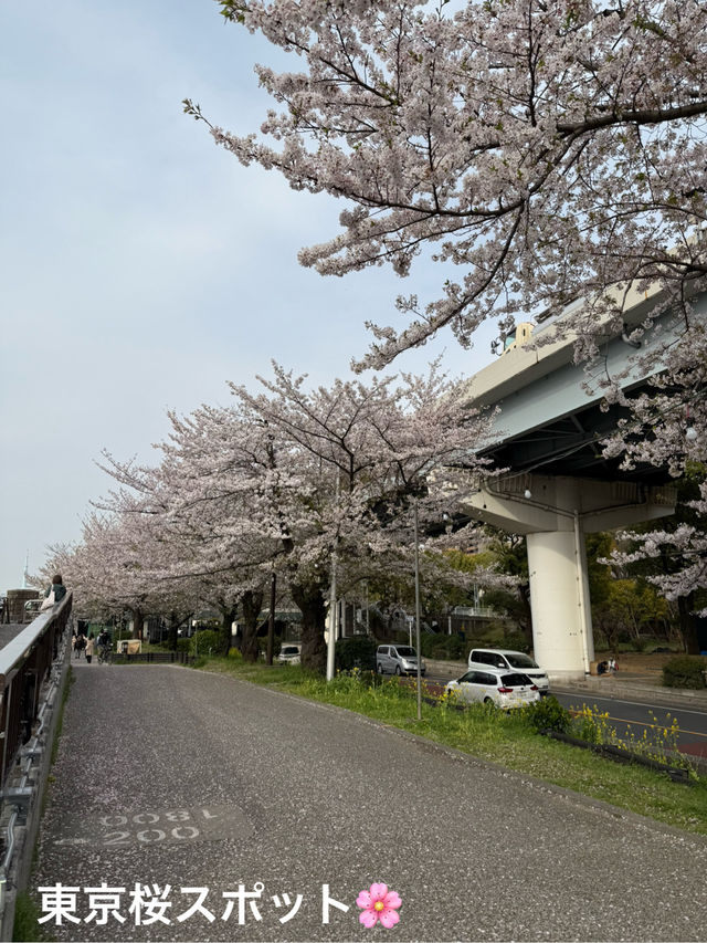 【🇯🇵】桜吹雪がキレイな隅田公園 墨堤🌸