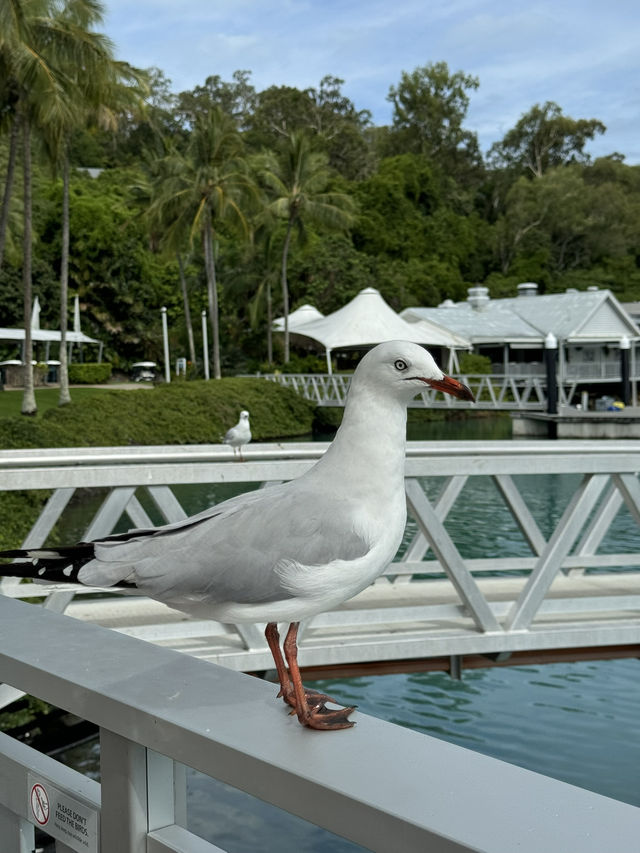 🇦🇺Hamilton Island✨澳洲人的後花園✨