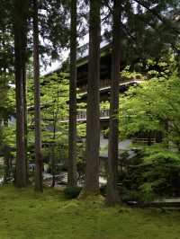 【福井×永平寺】空気が一変！深い緑に囲まれた参道