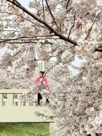 CHERRY BLOSSOMS IN SOUTH KOREA