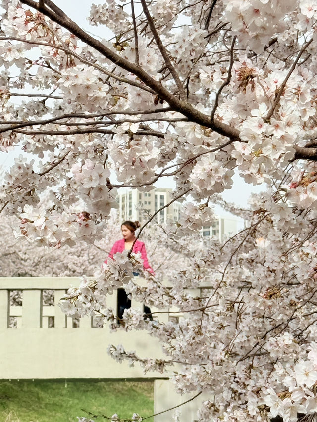 CHERRY BLOSSOMS IN SOUTH KOREA