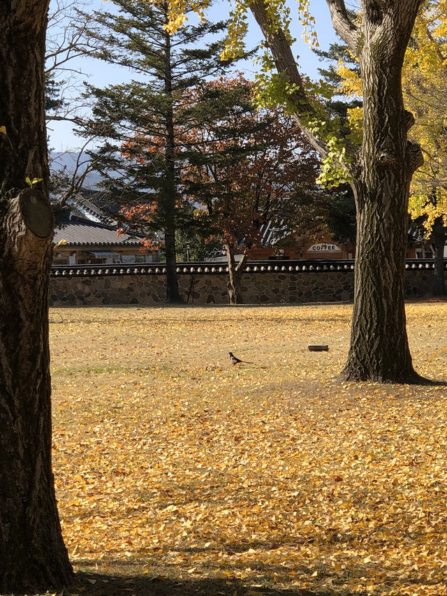 ✨ 감성과 역사 모두 담긴 경주 여행코스 추천