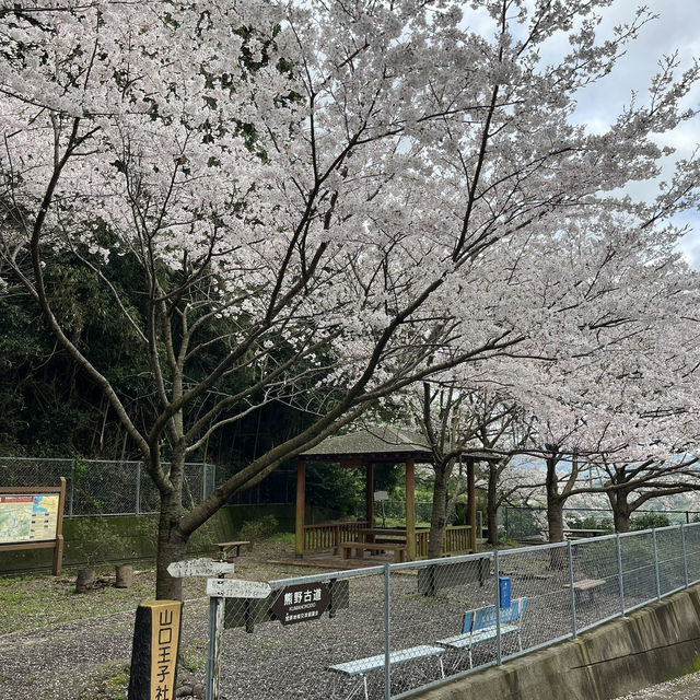🇯🇵【熊野古道】紀伊路　世界遺産🌎