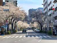 中野住宅區的日常賞櫻景點---新井藥師梅照院