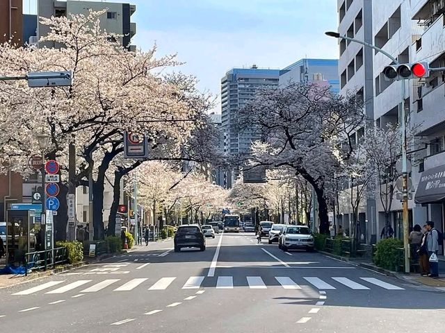 中野住宅區的日常賞櫻景點---新井藥師梅照院
