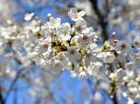 安養川（アニャンチョン）の桜並木で春散歩🌸🌿