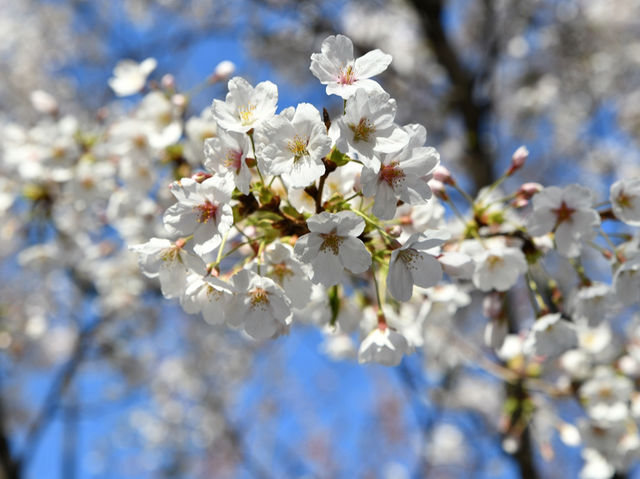 安養川（アニャンチョン）の桜並木で春散歩🌸🌿