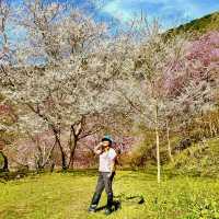 三色花景ㄧ次搞定的萬里林園
