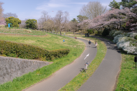 A Spring Day Surrounded by Cherry Blossoms at Showakinen Park 