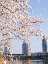 Dushu Lake Wild Cherry Blossoms – Suzhou’s Hidden Springtime Oasis