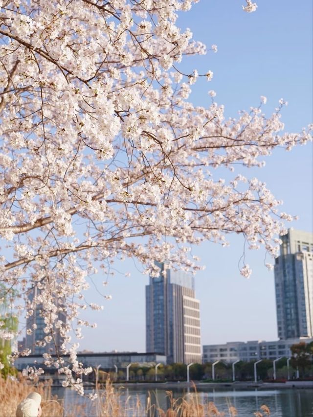Dushu Lake Wild Cherry Blossoms – Suzhou’s Hidden Springtime Oasis