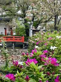Spring Blossoms at Rokusonno Shrine