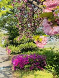 Yuseong Riverside Bloom: An April Day's Dream of Double Cherry Blossoms and Azaleas 🌸☀️