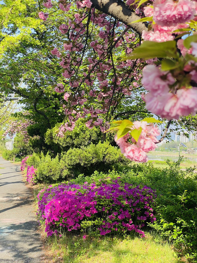 Yuseong Riverside Bloom: An April Day's Dream of Double Cherry Blossoms and Azaleas 🌸☀️