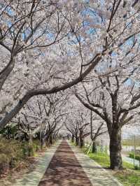 2 Must-Visit Cherry Blossom Spots in Busan + Super Complete Travel Guide!!