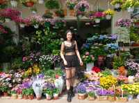Netherlands Flower town / Dutch Flower town