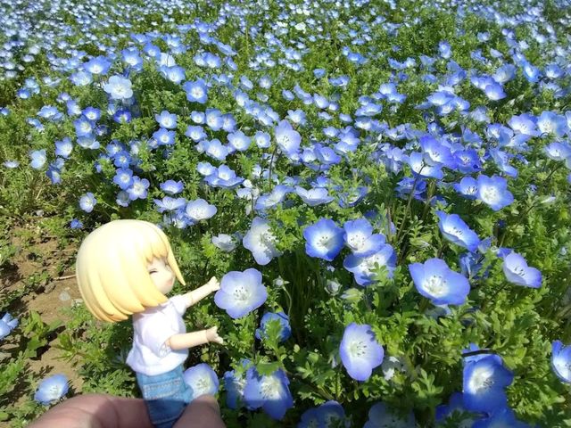 Hitachi Seaside Park, Ibaraki