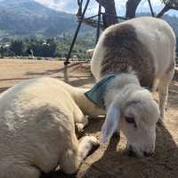 🐑🌿 บ้านแกะแม่ขิ (Maekee Sheep House)