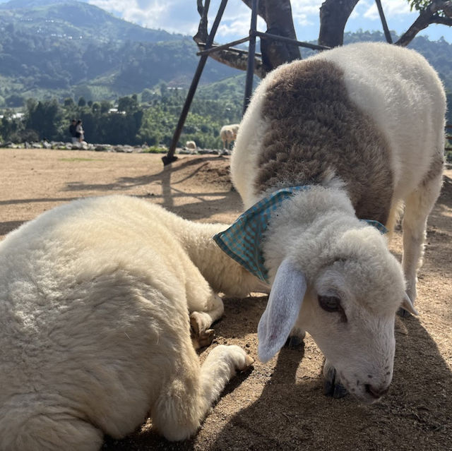 🐑🌿 บ้านแกะแม่ขิ (Maekee Sheep House)