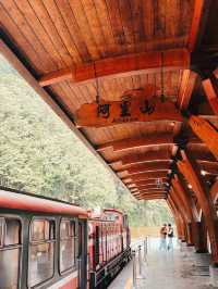 “Alishan Cherry Blossoms: A Mountain Wonderland in Full Bloom”