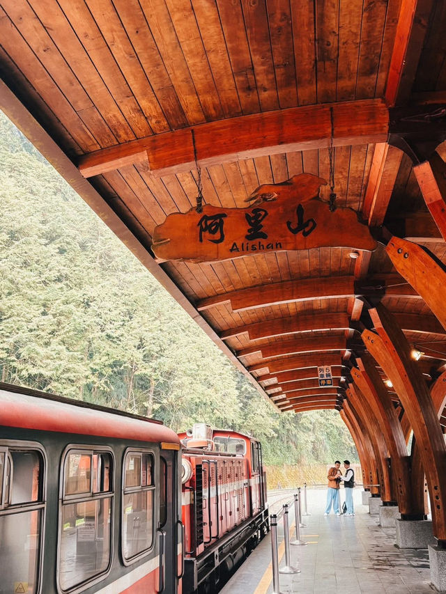 “Alishan Cherry Blossoms: A Mountain Wonderland in Full Bloom”